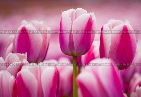 Picture of beautiful pink tulips on shallow deep of field. Стоковое фото, агентство Ingram Publishing / Фотобанк Лори