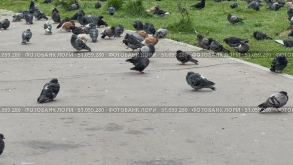 Pigeons walking and pecking on urban pavement near grass, city life concept. Стоковое видео, видеограф Анастасия Золотницкая / Фотобанк Лори