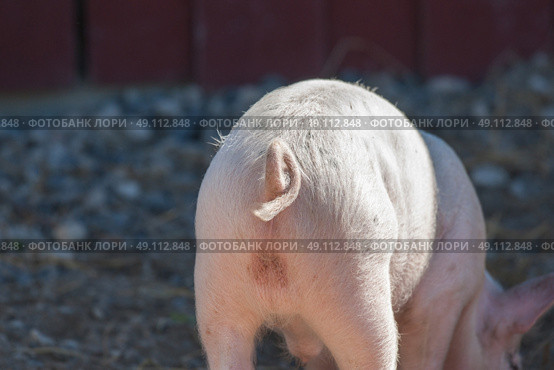 Pigtail on a pink pig in a pigsty. Стоковое фото, агентство Ingram Publishing / Фотобанк Лори