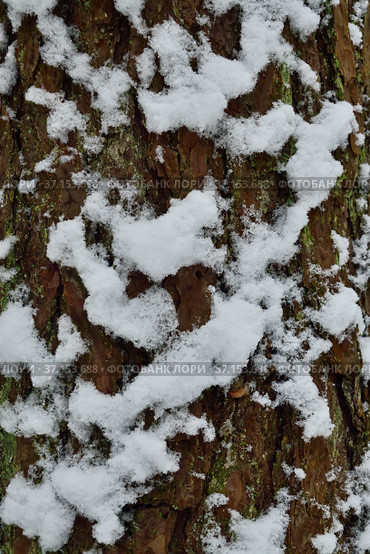 Pine bark covered with snow, closeup. Beautiful winter landscape. Стоковое фото, фотограф Сергей Трофименко / Фотобанк Лори