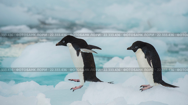 Пингвины Адели (лат. Pygoscelis adeliae) Стоковое фото, фотограф Vladimir / Фотобанк Лори