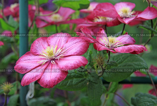 Pink clematis flowers in a garden in summer. Стоковое фото, фотограф Шилер Анастасия / Фотобанк Лори
