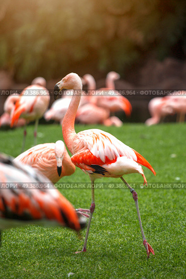 pink flamingos walk on a green glade. Стоковое фото, агентство Ingram Publishing / Фотобанк Лори