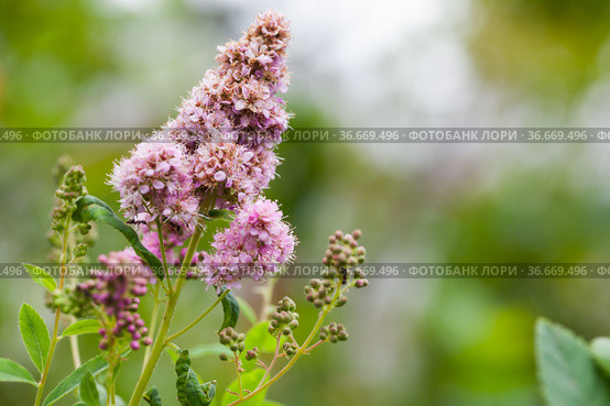 Pink flowers of the Spiraea douglasii. Стоковое фото, фотограф EugeneSergeev / Фотобанк Лори