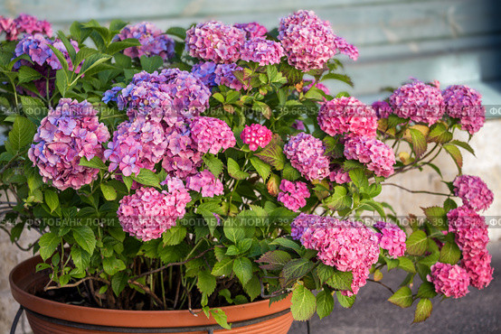 Pink Hydrangea macrophylla. Стоковое фото, фотограф Юлия Бабкина / Фотобанк Лори