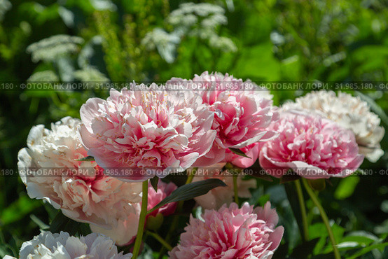 Пион межвидовой гибрид Этчед Салмон (Paeonia Etched Salmon) Стоковое фото, фотограф Ольга Сейфутдинова / Фотобанк Лори