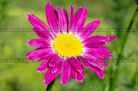 Пиретрум розовый, или персидская ромашка (лат. Pyrethrum roseum) крупным планом. Стоковое фото, фотограф Елена Коромыслова / Фотобанк Лори