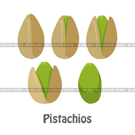Pistachio Nuts and Pistachio Kernels. Pistachio nuts and pistachio kernels. Set of pistachios nuts. Ripe pistachios nuts in flat. Several pistachio nuts, close up. Healthy vegetarian food. Isolated vector illustration on white background. Стоковая иллюстрация, агентство Ingram Publishing / Фотобанк Лори
