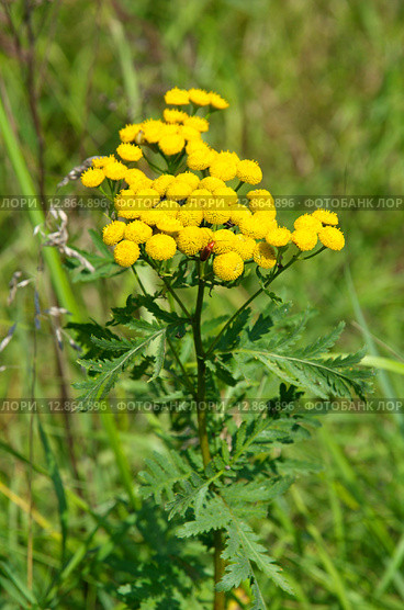Пижма обыкновенная (лат. Tanacetum vulgare) с жуком-пожарником или мягкотелкой красноногой (лат. Cantharis rustica) Стоковое фото, фотограф Елена Коромыслова / Фотобанк Лори