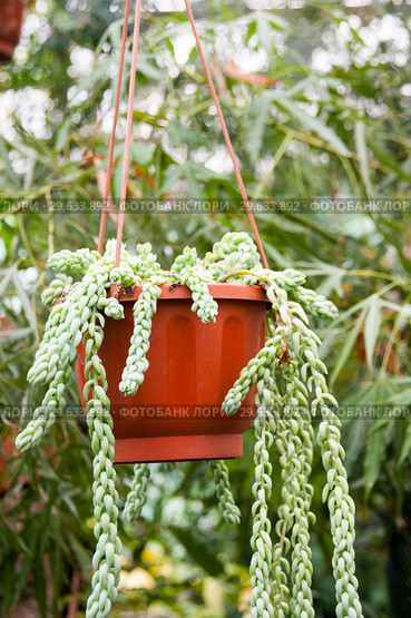 Plant in flower pot (Sedum morganianum E. Walther) Стоковое фото, фотограф Катерина Белякина / Фотобанк Лори