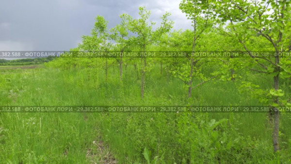 Плантация деревьев Гинкго. Plantations of Ginkgo. Стоковое видео, видеограф Евгений Романов / Фотобанк Лори