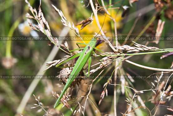 Пластинокрыл обыкновенный - самец (Phaneroptera falcata). Вид сверху. Стоковое фото, фотограф Алёшина Оксана / Фотобанк Лори