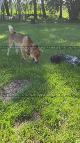 Playful dogs engaging in fetch on a sunny day in lush garden setting. Стоковое видео, видеограф Бакина Александра / Фотобанк Лори