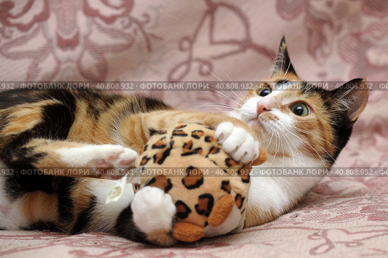 Playful three-color female cat with yellow eyes. Стоковое фото, фотограф Анна Кривицкая / Фотобанк Лори