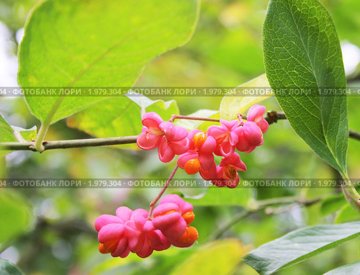 Плоды бересклета бородавчатого (Euonymus verrucosus) Стоковое фото, фотограф Заноза-Ру / Фотобанк Лори