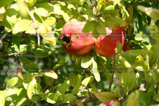 Плоды гранатового дерева (Punica granatum) Стоковое фото, фотограф Щеголева Ольга / Фотобанк Лори
