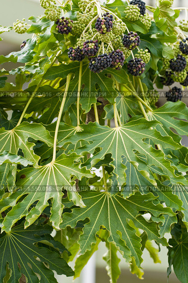Плоды и листья фатсии (Fatsia japonica). Дендрарий. Стоковое фото, фотограф Елена Писклова / Фотобанк Лори