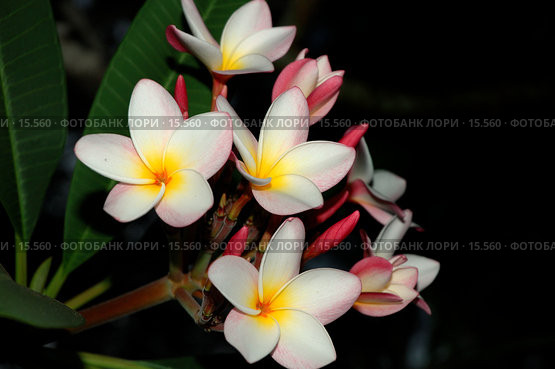 Plumeria, Frangipani. Цветы плюмерии гибридной на ветке дерева. Стоковое фото, фотограф Eleanor Wilks / Фотобанк Лори