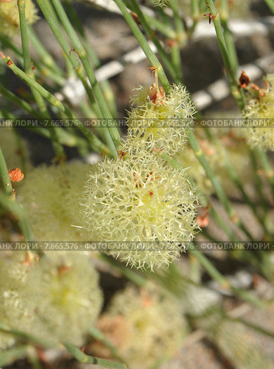 Побеги джузгуна голова Медузы (Calligonum arborescens) с плодами-орешками. Каракумы. Стоковое фото, фотограф Иванова Анастасия / Фотобанк Лори