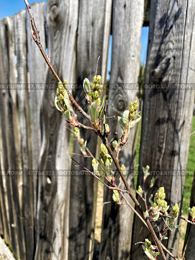 Почки ирги ольхолистной (Amelanchier alnifolia) на ветке перед старым деревянным забором. Стоковое фото, фотограф Владимир Шипикин / Фотобанк Лори