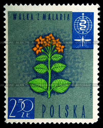 Почтовая марка с гашением Польша 1963 год. Борьба с малярией. Цветы хинного дерева суккулюмного (2024 год). Редакционное фото, фотограф Елена Бобкова / Фотобанк Лори