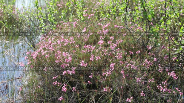 Подбел многолистный (лат. Andromeda polifolia). Цветение растения летом на болоте, Ямало-Ненецкий автономный округ. Стоковое видео, видеограф Григорий Писоцкий / Фотобанк Лори