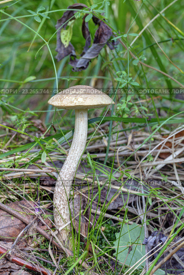 Подберёзовик обыкновенный (Leccinum scabrum) Стоковое фото, фотограф Игорь Долгов / Фотобанк Лори