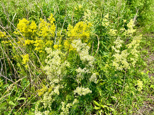 Подмаренник настоящий или Подмаренник жёлтый (Galium verum) в бухте Ахлестышева на острове Русский жарким летом. Россия, Владивосток. Стоковое фото, фотограф Овчинникова Ирина / Фотобанк Лори