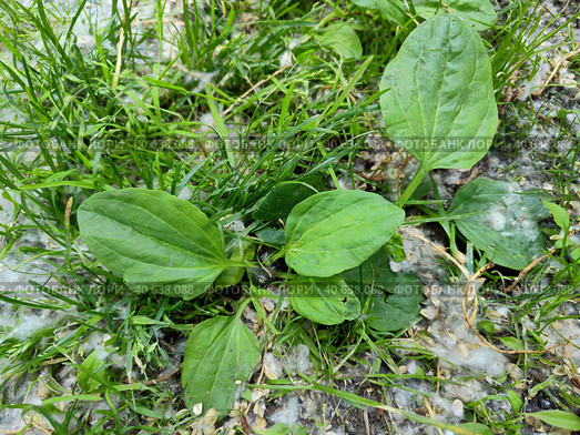 Подорожник в тополином пуху. Подорожник большой (Plantago major) растет посреди газона. Ценное лекарственное растение. Крупный план, вид сверху. Plantain in poplar down. Plantain large (Plantago major) grows in the middle of the lawn. A valuable medicinal plant. Close-up, top view. Стоковое фото, фотограф Ирина / Фотобанк Лори