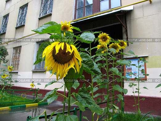 Подсолнухи у подъезда жилого дома. Город Химки (2008 год). Редакционное фото, фотограф Т. З. / Фотобанк Лори