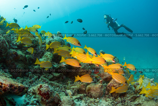 Подводный пейзаж со стаей кашмирских жёлто-синих луцианов (Bluestripe snapper, Lutjanus kasmira) и дайвером. Стоковое фото, фотограф Сергей Дубров / Фотобанк Лори