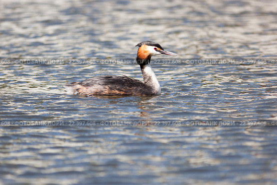 Поганка большая. Great Crested Grebe (Podiceps cristatus). Стоковое фото, фотограф Василий Вишневский / Фотобанк Лори