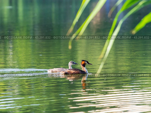 Поганка большая. Great Crested Grebe (Podiceps cristatus). Стоковое фото, фотограф Алексей Букреев / Фотобанк Лори