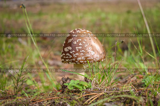 Poisonous fly agaric among fallen leaves. Panthercap, Amanita pantherina in the autumn Forest. Стоковое фото, фотограф Марина Демидюк / Фотобанк Лори