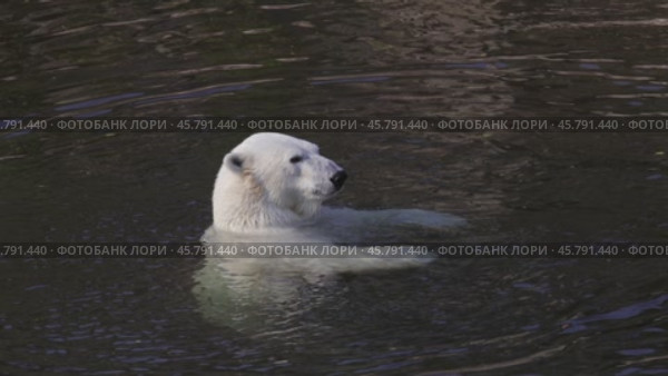 Polar bear (Ursus maritimus) is a hypercarnivorous bear whose native range lies largely within the Arctic Circle, encompassing the Arctic Ocean, its surrounding seas and surrounding land masses. Стоковое видео, видеограф Андрей Армягов / Фотобанк Лори