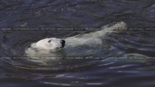 Polar bear (Ursus maritimus) is a hypercarnivorous bear whose native range lies largely within the Arctic Circle, encompassing the Arctic Ocean, its surrounding seas and surrounding land masses. Стоковое видео, видеограф Андрей Армягов / Фотобанк Лори