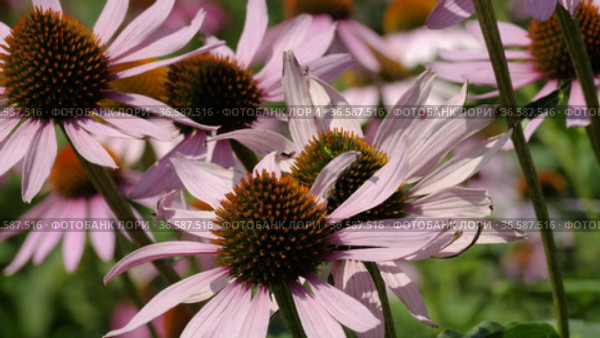 Поле эхинацеи пурпурной (Echinacea purpurea). Field of echinacea (Echinacea purpurea). Стоковое видео, видеограф Евгений Романов / Фотобанк Лори