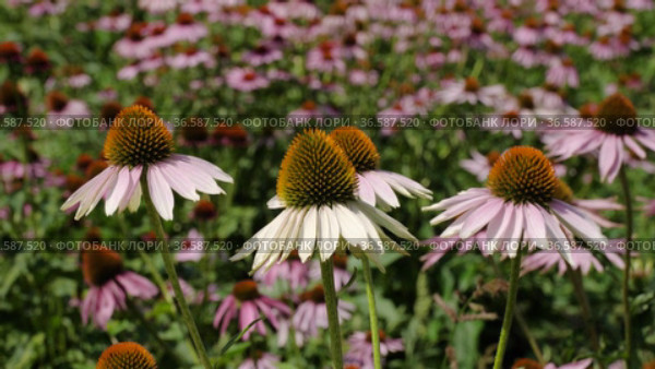 Поле эхинацеи пурпурной (Echinacea purpurea). Field of echinacea (Echinacea purpurea). Стоковое видео, видеограф Евгений Романов / Фотобанк Лори