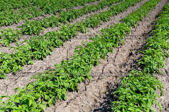 Поле картофеля (Potato field) Стоковое фото, фотограф Ольга Сейфутдинова / Фотобанк Лори