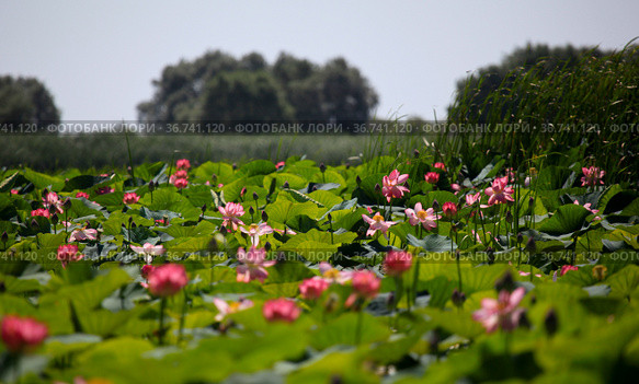 Поле цветов лотоса в дельте Волги. The blooming of pink lotus in Astrakhan region, river, summer. Russia wild nature. Стоковое фото, фотограф Oleg Borunov / Фотобанк Лори