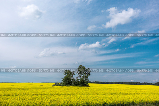 Поле засеянное Рапсом (Brassica napus) во время цветения с голубым небом. Новосибирская область, Западная Сибирь России. Стоковое фото, фотограф Евгений Мухортов / Фотобанк Лори