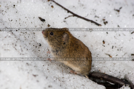 Полевка рыжая, Clethrionomys glareolus, Bank Vole. Стоковое фото, фотограф Василий Вишневский / Фотобанк Лори