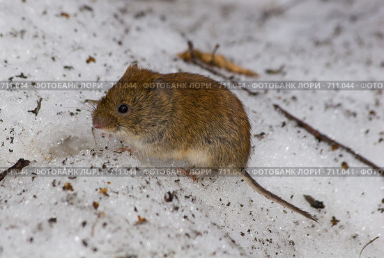 Полевка рыжая, Clethrionomys glareolus, Bank Vole. Стоковое фото, фотограф Василий Вишневский / Фотобанк Лори
