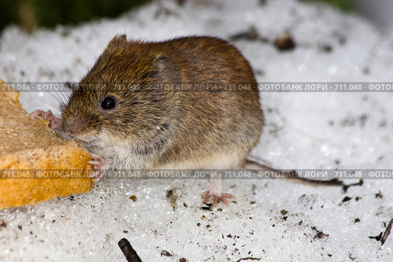 Полевка рыжая, Clethrionomys glareolus, Bank Vole. Стоковое фото, фотограф Василий Вишневский / Фотобанк Лори