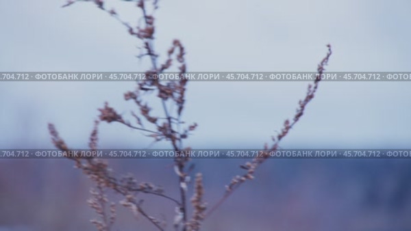 Полевое растение, ветер. Стоковое видео, видеограф Семён Прудий / Фотобанк Лори