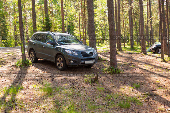 Полноприводный внедорожник Hyundai Santa Fe стоит в сосновом лесу (2014 год). Редакционное фото, фотограф Сергей Дубров / Фотобанк Лори