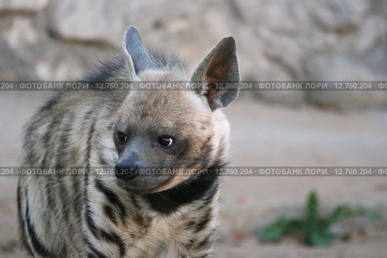 Полосатая гиена (Striped hyena, Hyaena hyaena) Стоковое фото, фотограф Щеголева Ольга / Фотобанк Лори