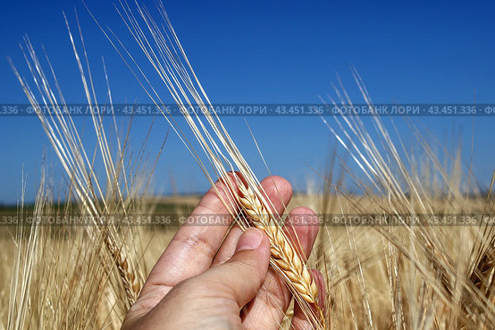 Поля зерновых, урожай. Колос в руке человека. Two-row barley in a human hand. Стоковое фото, фотограф Ekaterina M / Фотобанк Лори