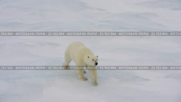 Полярный белый медведь шагает по морскому льду. Стоковое видео, видеограф Vladimir / Фотобанк Лори
