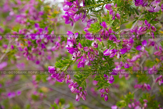 polygala myrtifolia blossom. Стоковое фото, фотограф Яков Филимонов / Фотобанк Лори